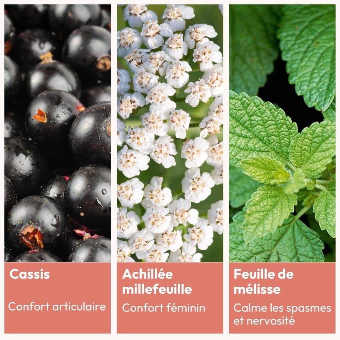 infusion ingrédients