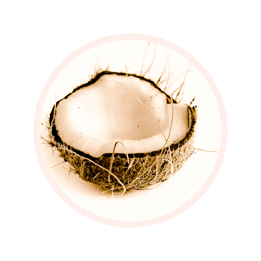 Visuel glossaire COCOS NUCIFERA FRUIT JUICE COCOS NUCIFERA FRUIT EXTRACT