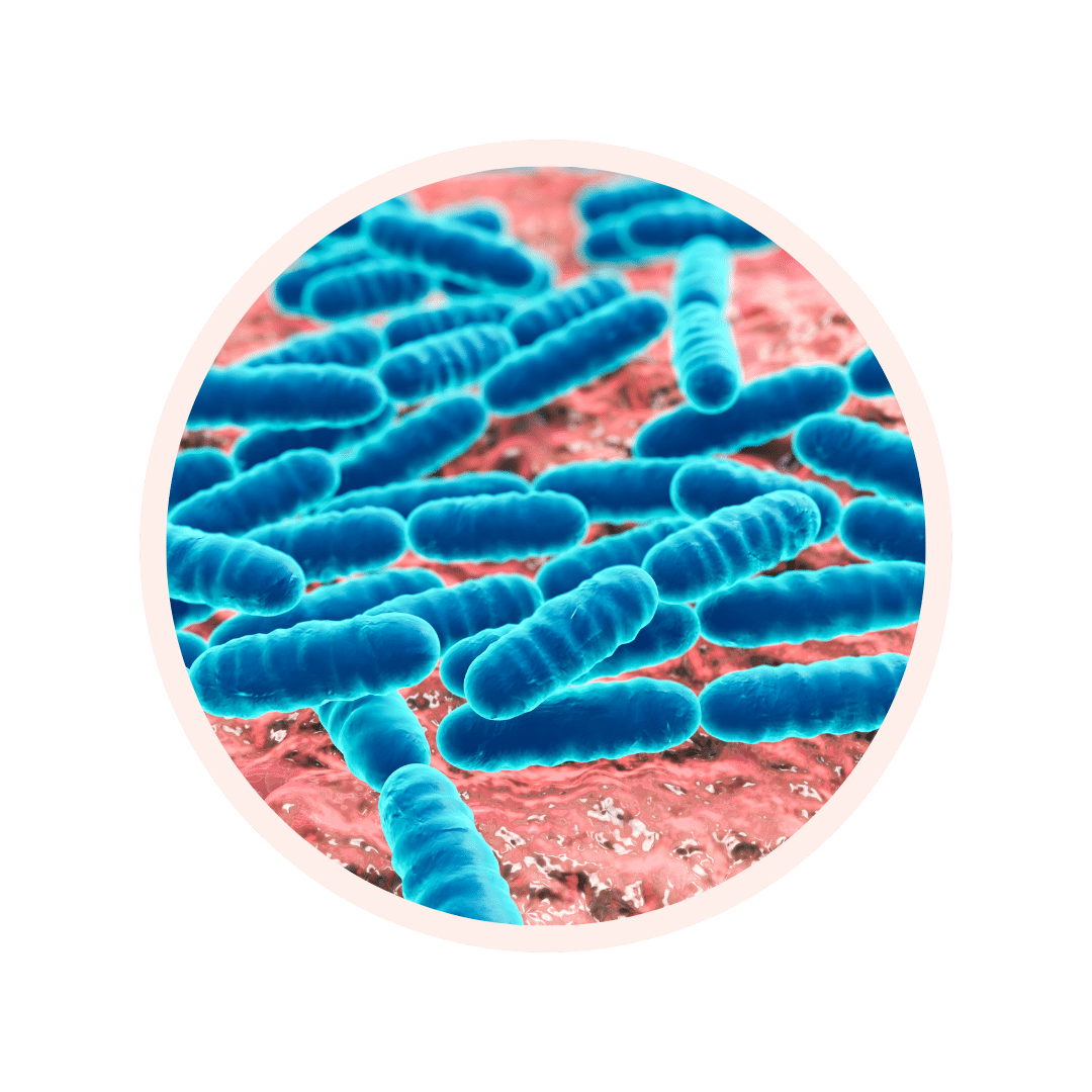 Visuel glossaire LACTOBACILLUS