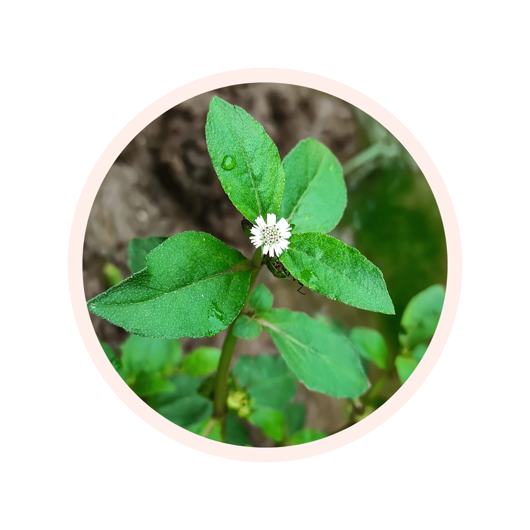 POUDRE DE FEUILLE DE BHRINGARAJ