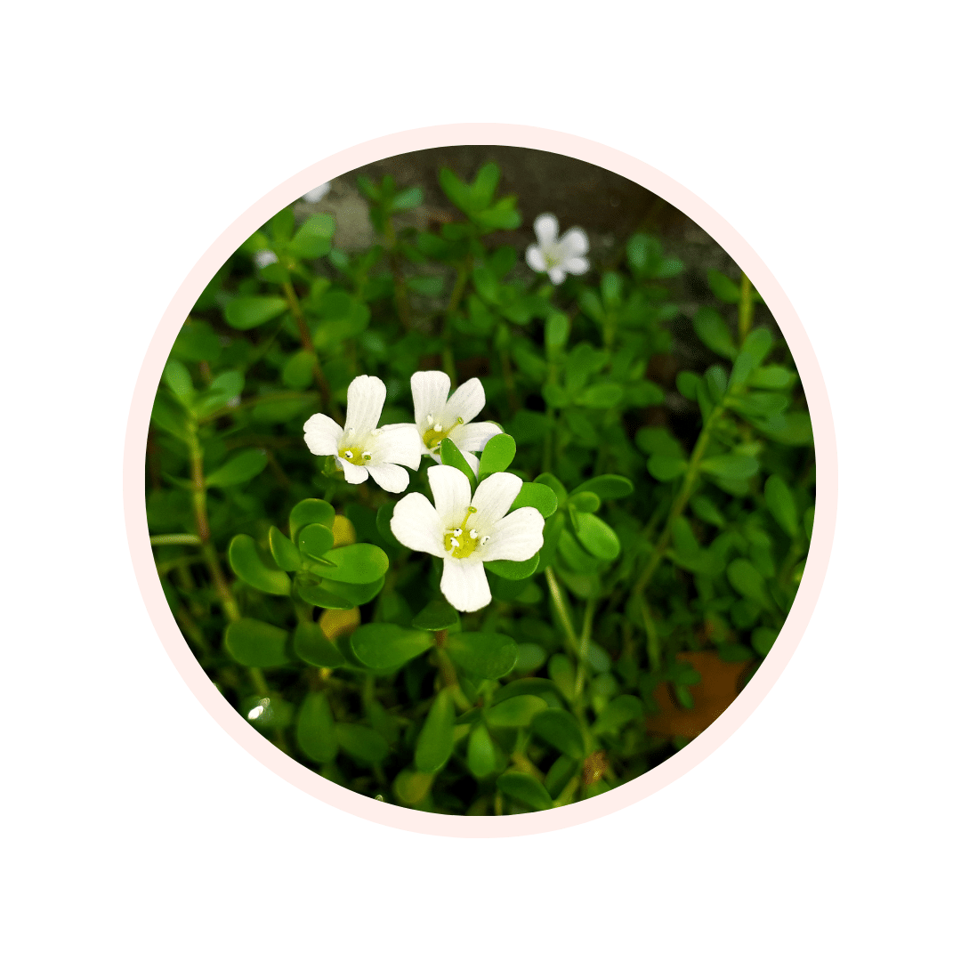 POUDRE DE FEUILLE DE BRAHMI