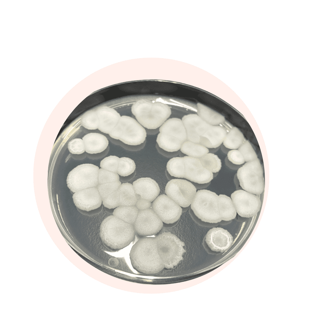 bacillus ferment