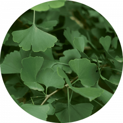 ginkgo biloba bienfaits