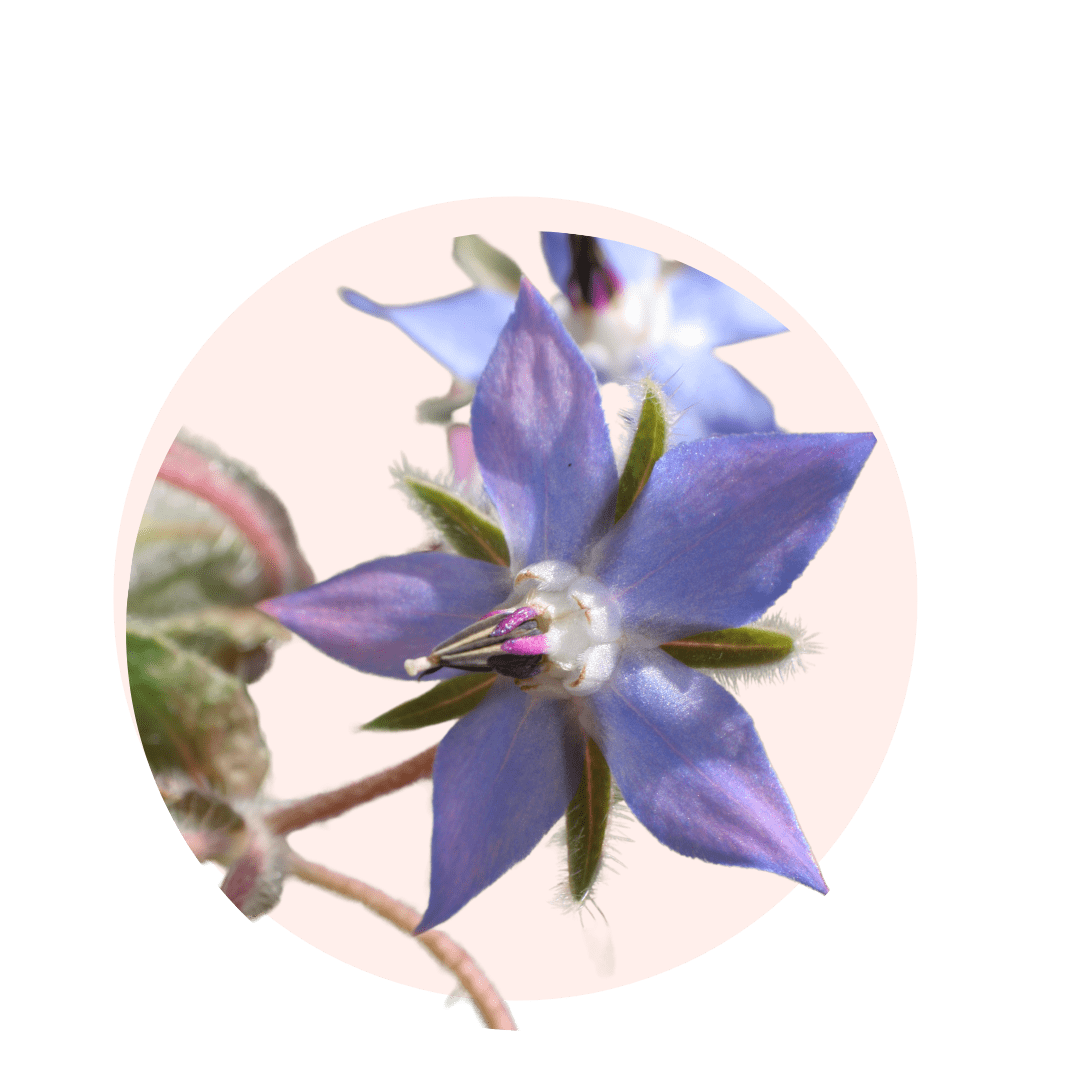 Visuels ingredients page glossaire huile de bourrache