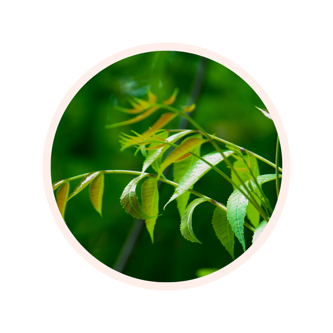 Poudre de Neem