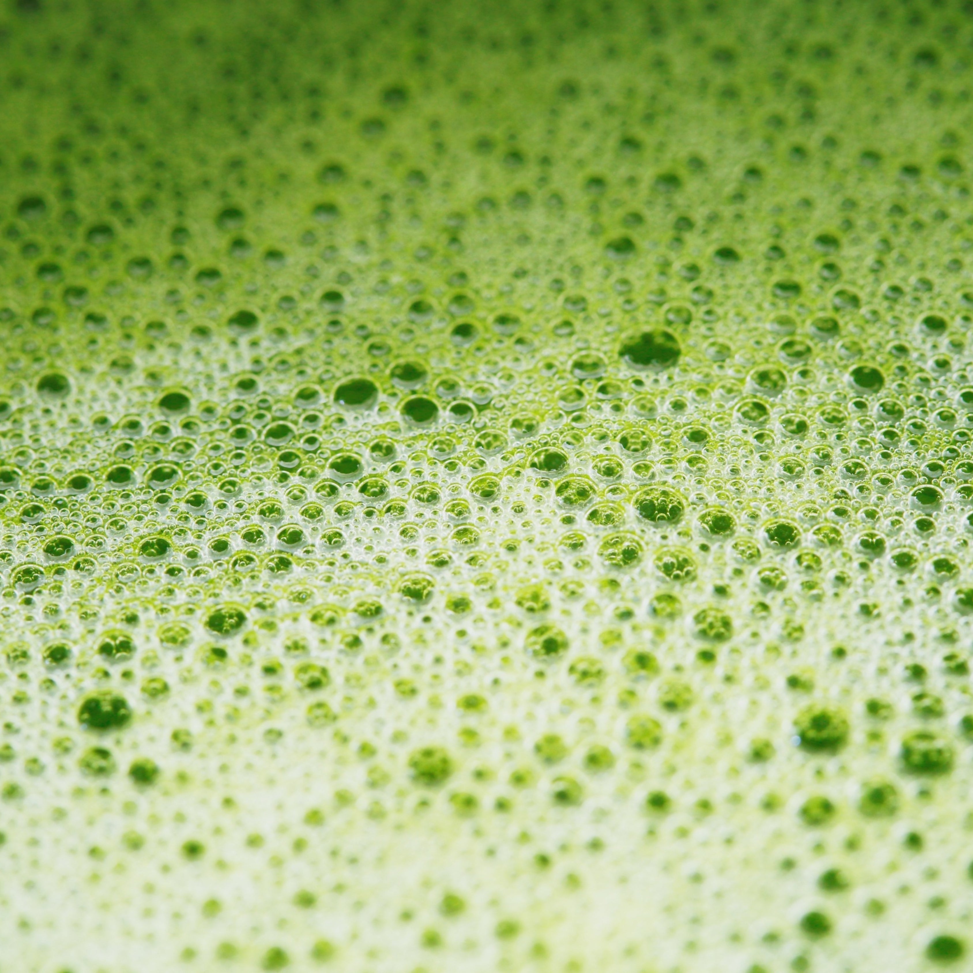 [MY] MATCHA LATTE METABOLISM ACTIVATOR
