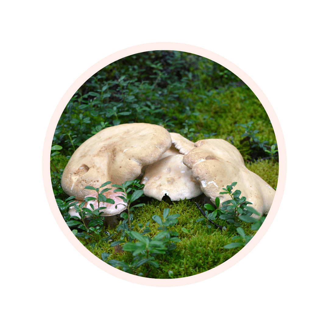 Visuel glossaire ALBATRELLUS CONFLUENS EXTRACT