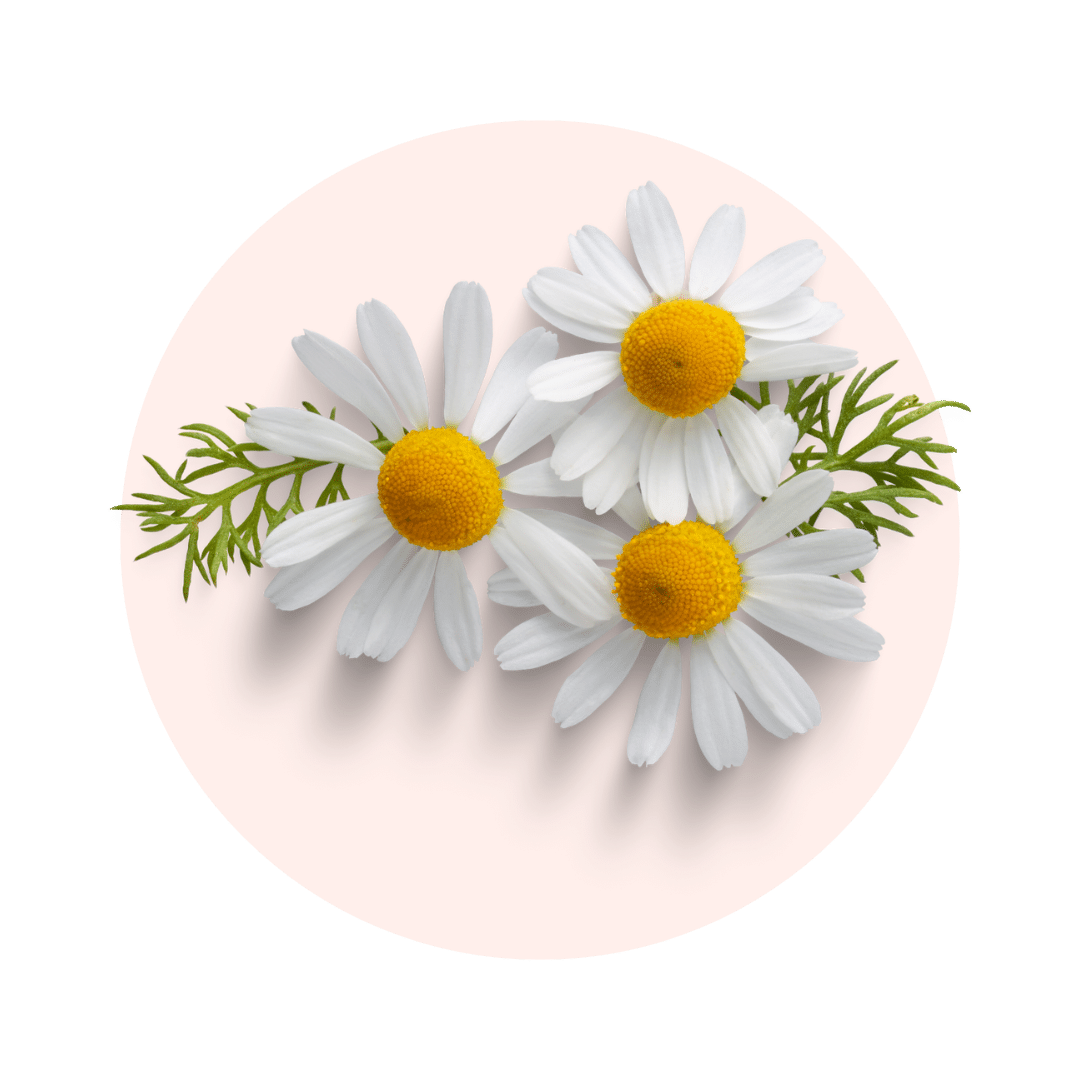 camomille bienfaits