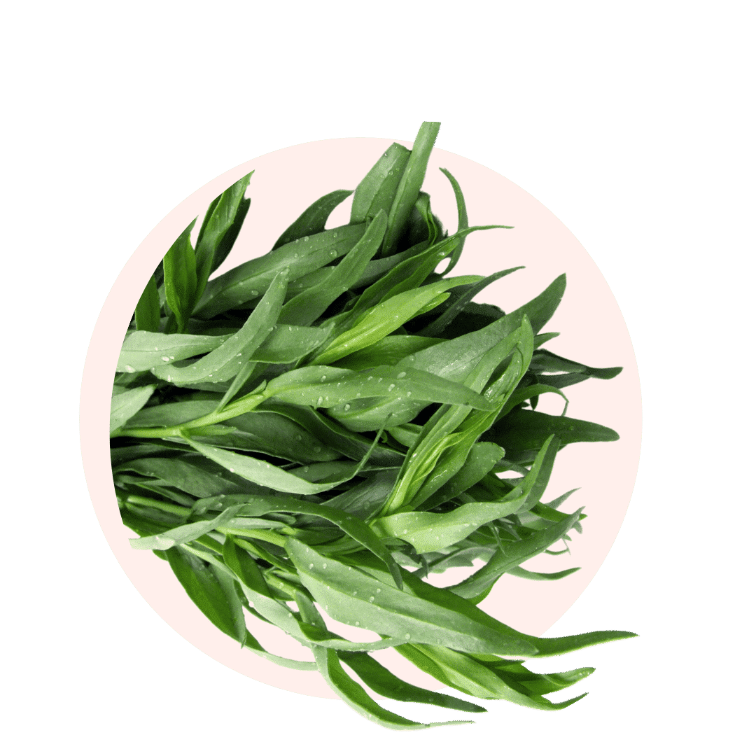Visuels ingredients page glossaire estragon