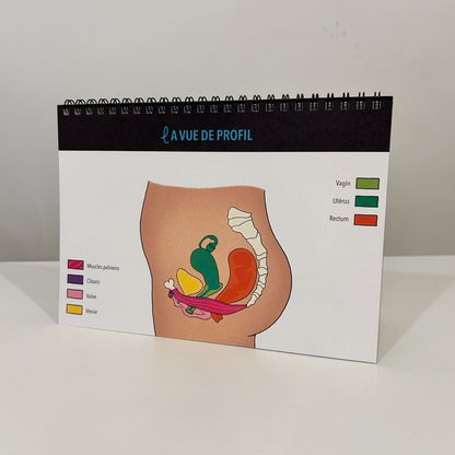 [MY] Pelvic Floor Anatomical Booklet