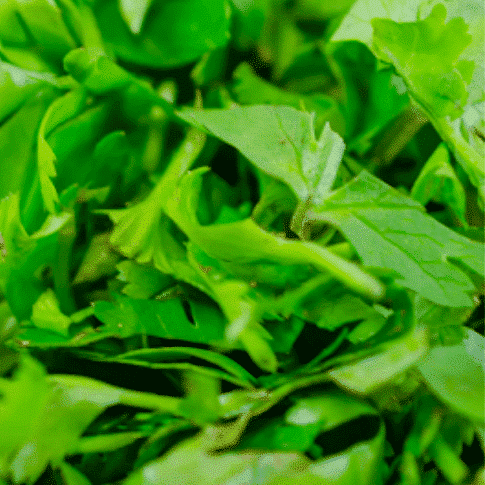 Salade