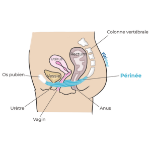 Anatomie périnée