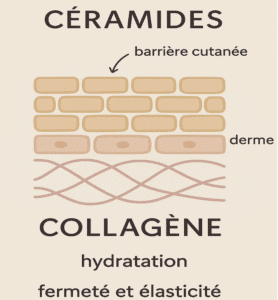 collagène