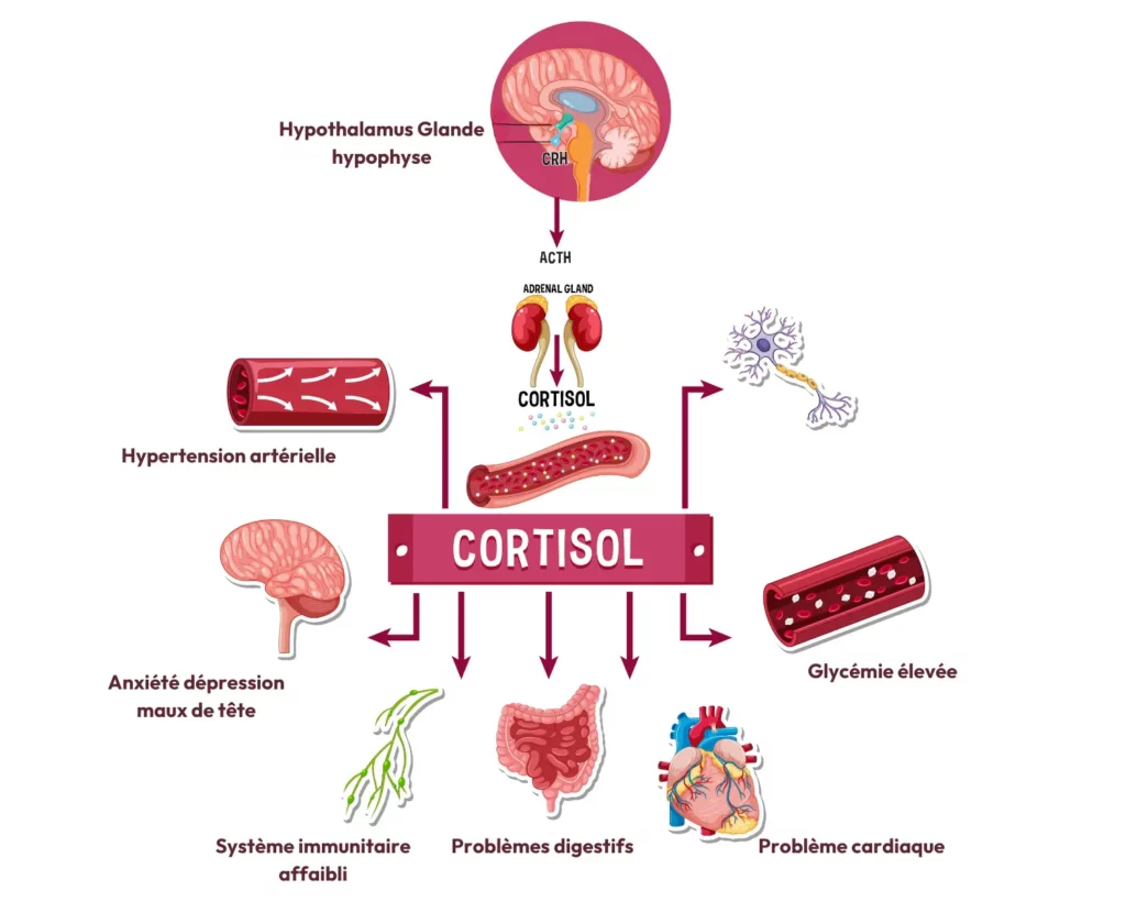 
cortisol élevé symptômes