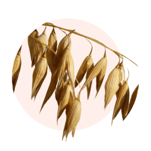 Visuels ingredients page glossaire avoine