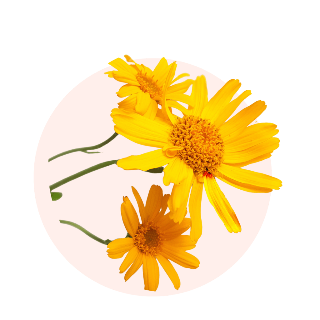 Visuels ingredients page glossaire arnica