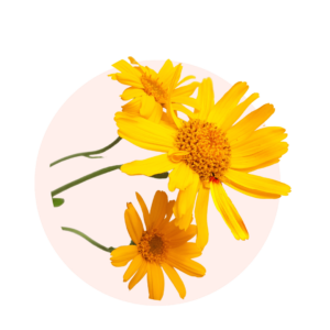 Visuels ingredients page glossaire arnica