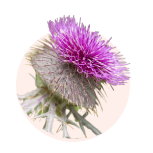 Visuels ingredients page glossaire bardane