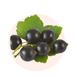 Visuels ingredients page glossaire cassis