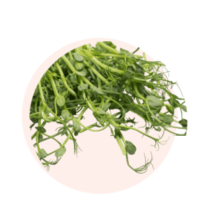 Visuels ingredients page glossaire pousse de pois