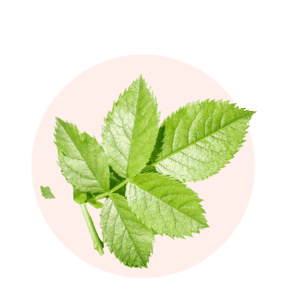 Visuels ingredients page glossaire feuilles de framboisier