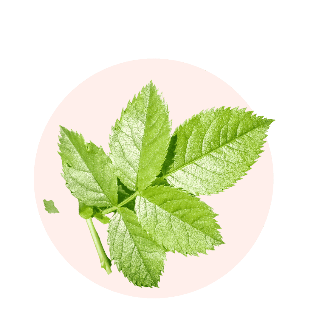 Feuilles de framboisier en tisane pour votre bien-être