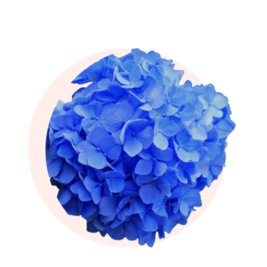Visuels ingredients page glossaire muguet bleu