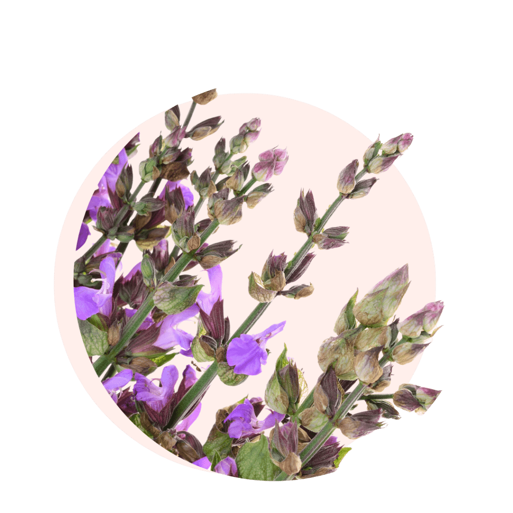 Visuels ingredients page glossaire sauge