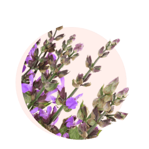 Visuels ingredients page glossaire sauge