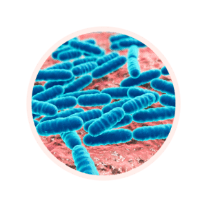 Visuel glossaire LACTOBACILLUS