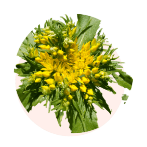 RHODIOLE
