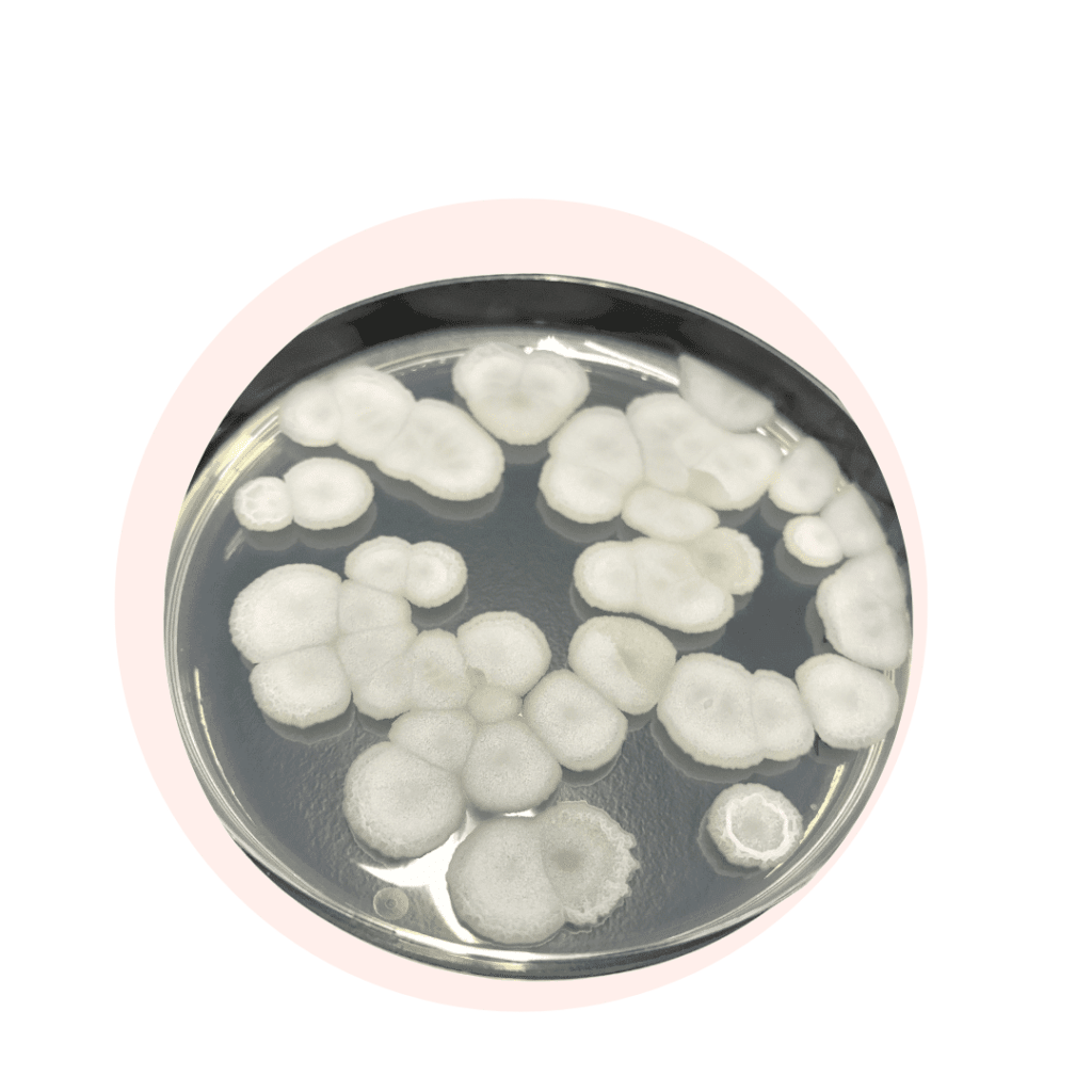 bacillus ferment