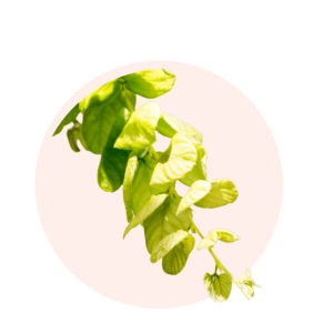 Visuels ingredients page glossaire desmodium