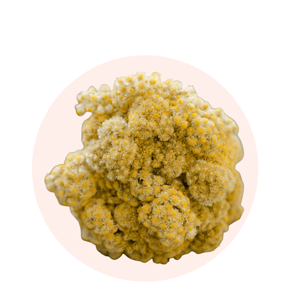 HYDROLAT D'IMMORTELLE