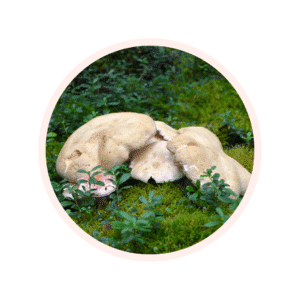 Visuel glossaire ALBATRELLUS CONFLUENS EXTRACT