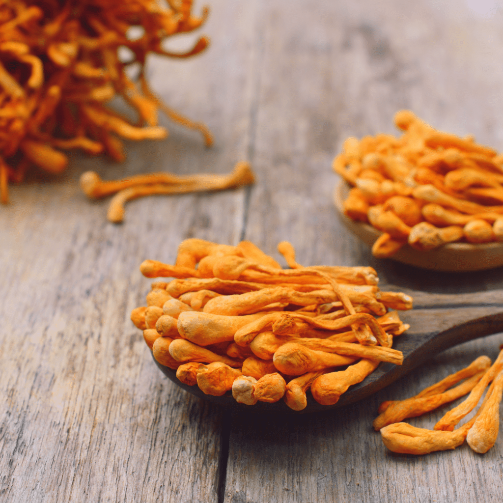 cordyceps