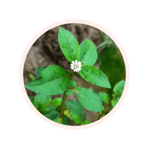 POUDRE DE FEUILLE DE BHRINGARAJ