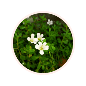 POUDRE DE FEUILLE DE BRAHMI
