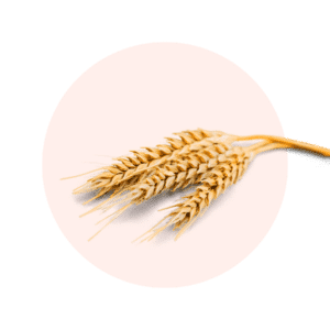PROTÉINE DE BLÉ HYDROLYSÉE