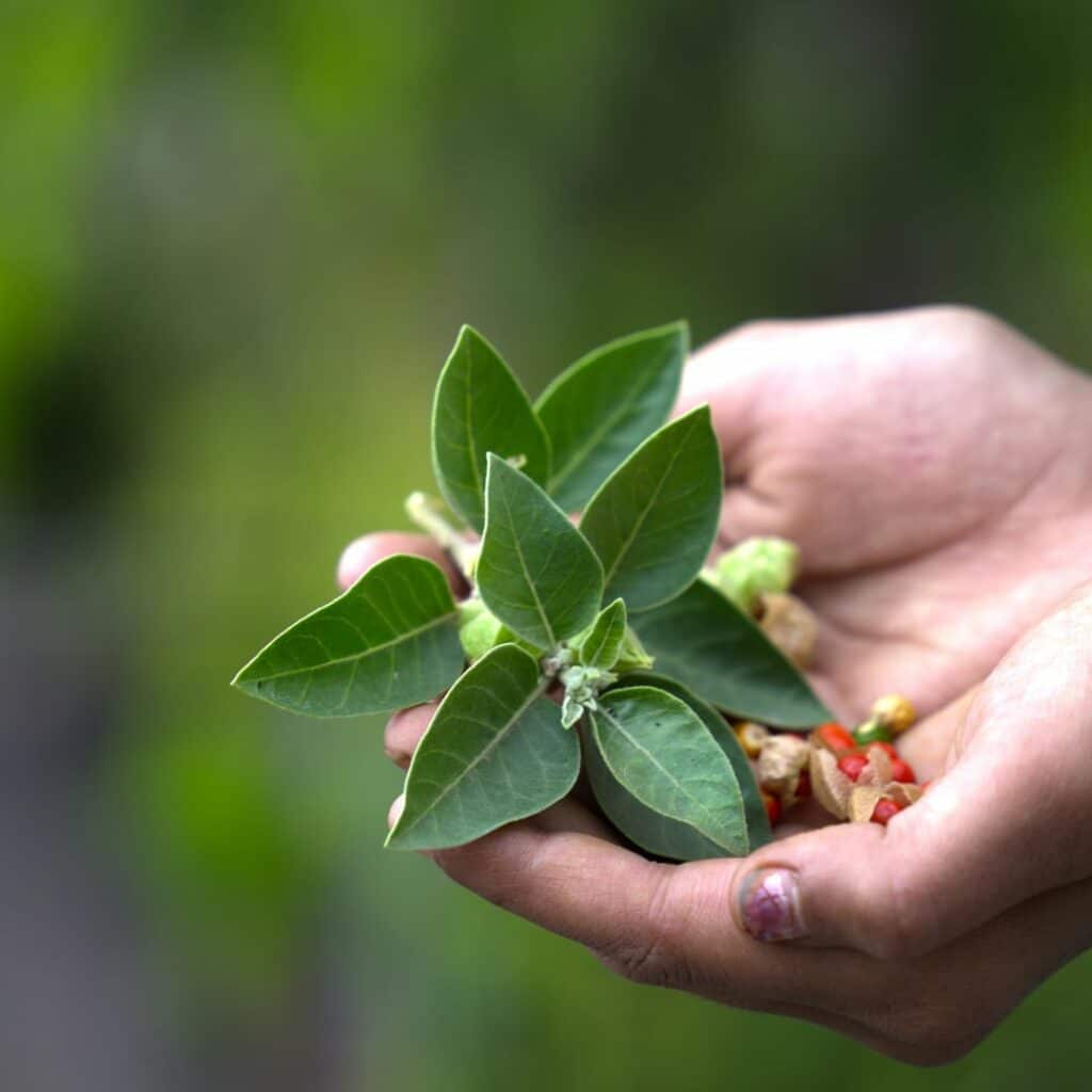 ashwaganda