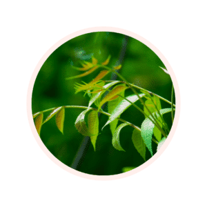 Poudre de Neem