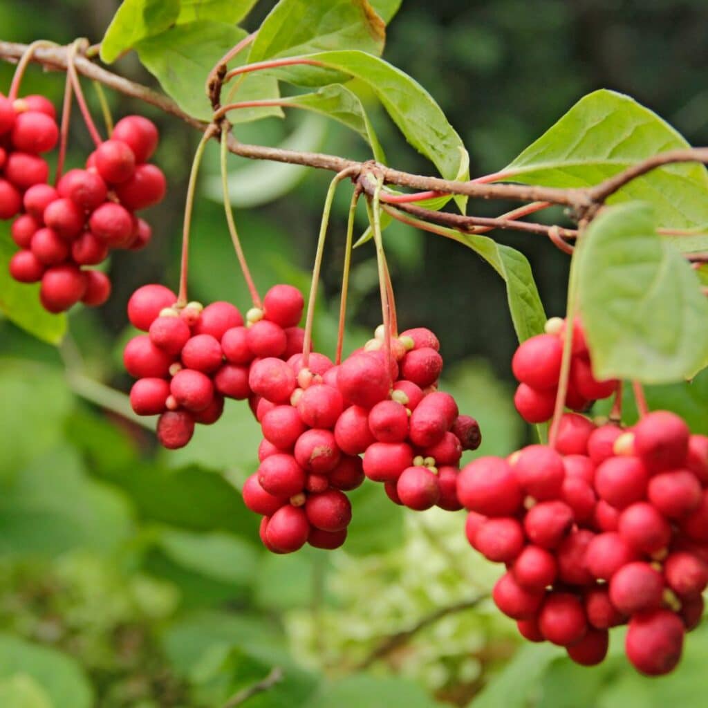 schisandra