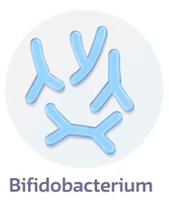bifidobacterium
