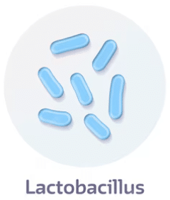 lactobacillus