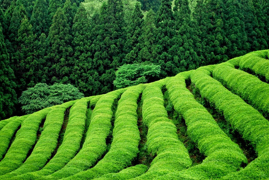 plantation de thé vert matcha