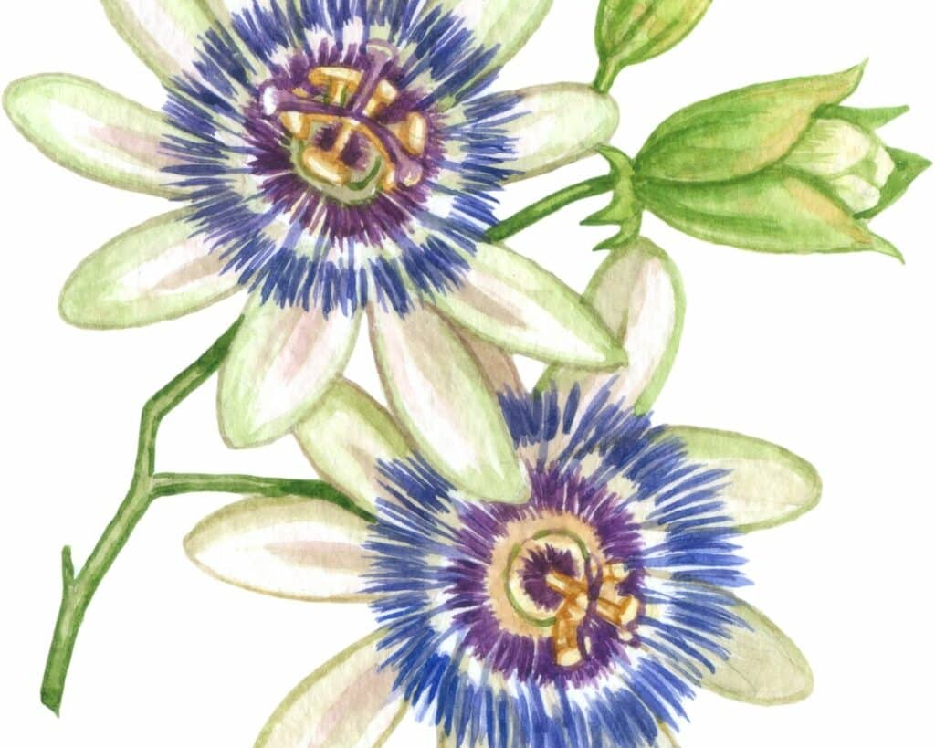 plante passiflore