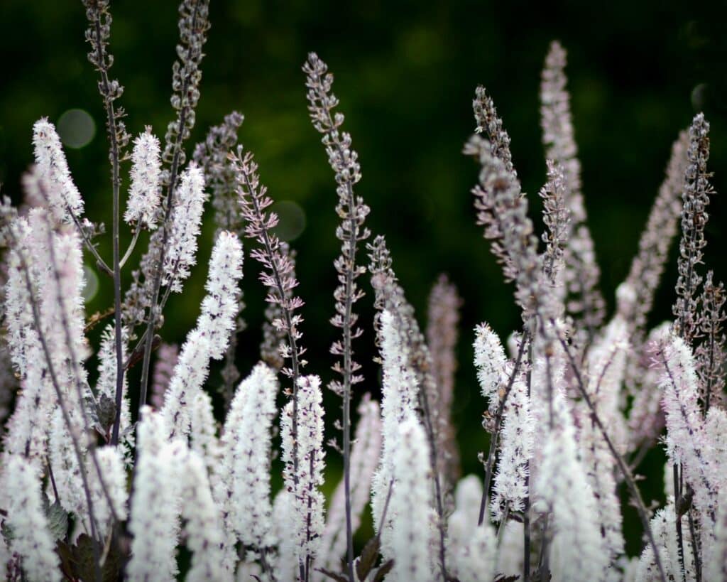plante actée de grappe noires
