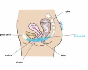 preineum schema perineum pain