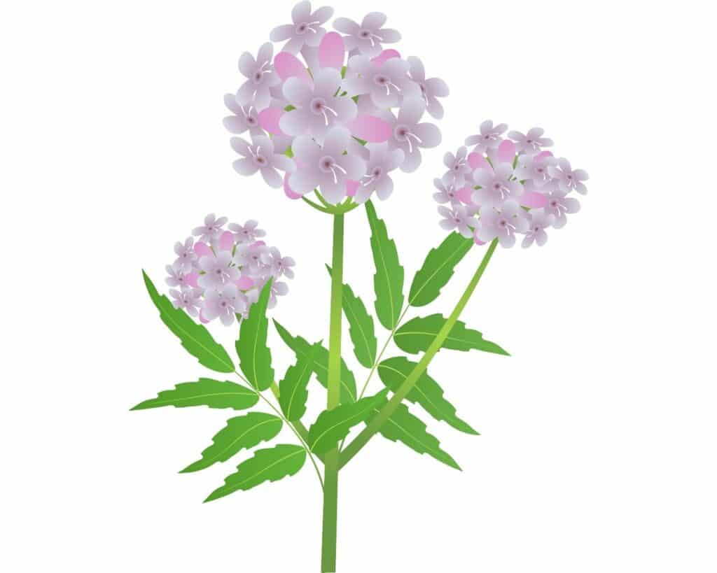 plante valériane