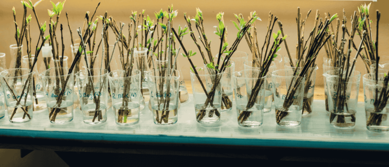 phytohormones